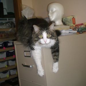 Meet your Posher, May